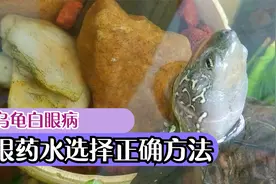 乌龟白眼病要用哪种眼药水？千万别乱用滴眼液，正确选择方法在此视频封面