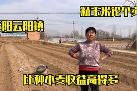 泾阳农村大姐种了3亩玉米，比种小麦收益高得多，听听能挣多钱视频封面
