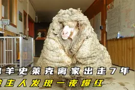 为逃避剪羊毛,绵羊史莱克离家出走7年胖成球,被主人发现一夜爆红视频封面