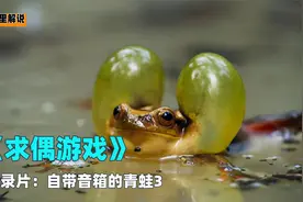自带音箱的青蛙靠叫声脱单，没想到萤火虫找对象这么霸道，纪录片视频封面