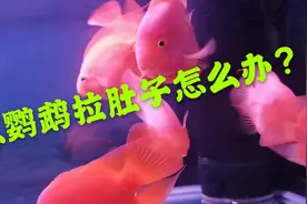 红鹦鹉拉肚子怎么办？学会这3步，轻松让鱼活蹦乱跳视频封面