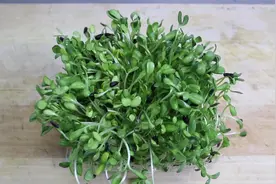 便秘、大便干结，1种青菜经常吃，润肠通便，快速改善肠道健康视频封面