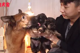 小德牧都10多天了，狗妈妈还是不让主人碰，生怕把它孩子抱走！视频封面