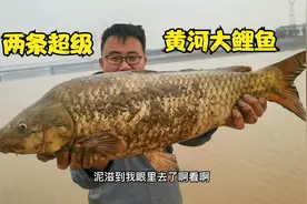 黄河退水后大鲤鱼出没，小伙运气爆棚，连逮两条大鱼20多斤视频封面