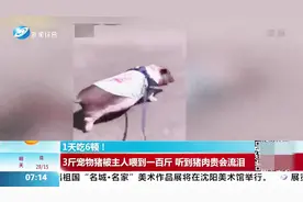 1天吃6顿！3斤宠物猪被主人喂到一百斤，听到猪肉贵了还会流泪
