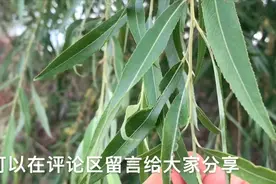柳树叶煮水泡脚厉害了，我也是刚知道，看完或许对你有帮助哦视频封面