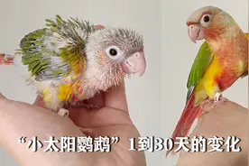 把一只小太阳鹦鹉养成像宠物狗一样听话，记录它1到30天的变化