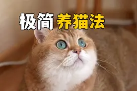 极简养猫法，了解一下视频封面