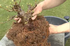 换盆翻土有利于盆栽植物的生长，且看翻盆如何操作，学好回家翻盆视频封面