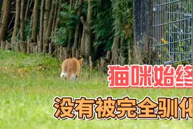 为啥猫咪始终无法被完全驯化视频封面