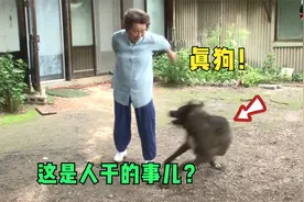 养了5年的狗狗，却拒绝主人的触碰，训犬师一招就搞定