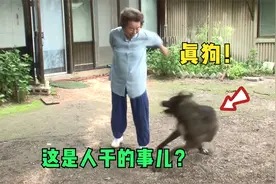 养了5年的狗狗，却拒绝主人的触碰，训犬师一招就搞定视频封面
