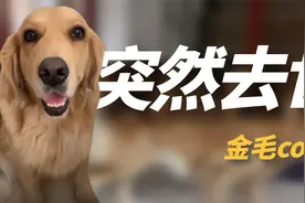 网红金毛coco肾衰竭去世，因洗澡睡晕走红，曾偷吃火龙果火出国外视频封面