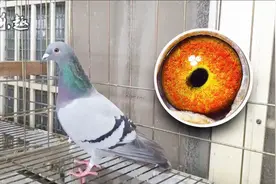 信鸽鉴赏：台鸽，南台湾春季比赛36738羽第2名视频封面