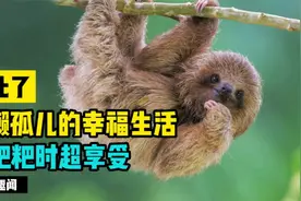 萌化了！树懒孤儿院的幸福生活，拉粑粑时最享受视频封面