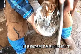 马得脚气蹄子溃烂师傅开刀治理，按个铁掌能解决问题吗？视频封面