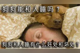 狗狗能和人睡吗？狗狗和人睡有什么好处和坏处？