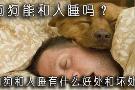 狗狗能和人睡吗？狗狗和人睡有什么好处和坏处？视频封面