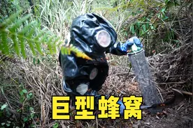 玉平用牛肉追踪马蜂群，翻山越岭挖到一巨型蜂窝，价值近1000块！视频封面