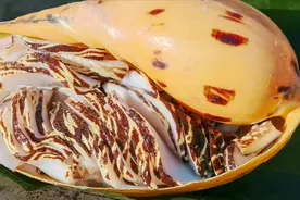 椰子螺这样做好吃又下饭，香香脆脆的，真的太好吃了