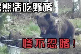 400斤棕熊活吃野猪，压在身下就直接啃肉，恐怖又强大的掠食者！视频封面
