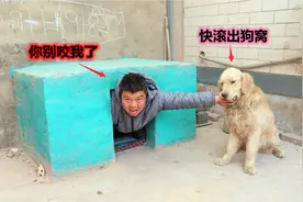 小虎把金毛的狗窝霸占了，气的金毛张嘴就撕咬小虎的头，可真凶猛视频封面