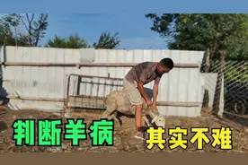 15种常见羊病症状，根据症状判断羊病，新手养羊不求人，建议收藏