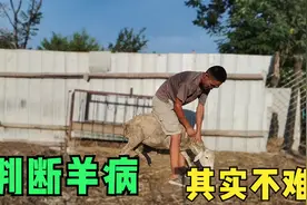 15种常见羊病症状，根据症状判断羊病，新手养羊不求人，建议收藏视频封面
