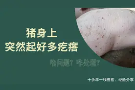 猪身上起好多疙瘩，红底黑头，精神吃料又正常，阿豪教你快速解决视频封面