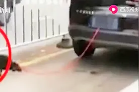 太残忍！嫌狗狗身上气味太重，主人竟将它拴在车后一路拖行视频封面