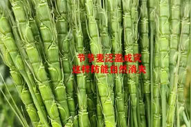 节节麦泛滥成灾，用这种方法，就能让它自然消失视频封面