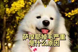 萨摩耶掉毛严重是什么原因？4大原因分析