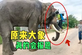 原来大象真的会报恩，为了报答救命之恩，大象每天送小女孩上学！视频封面