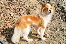 流浪狗的新家日记，爱吃萝卜会嗑瓜子，每天跟主人斗智斗勇视频封面