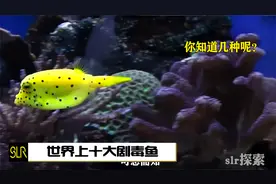 世界上十大剧毒鱼，你知道几种呢？