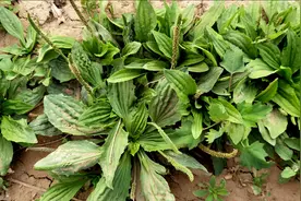 农村野菜车前草，又叫牛舌草，食用价值高，摘回家随手一炒，真香