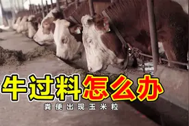 当牛的粪便里有玉米粒，我们该怎么办？处理方法来了视频封面