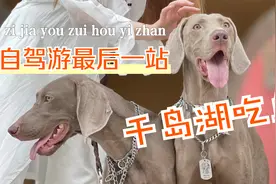 种草千岛湖可带宠物游玩的餐厅，快带主子们出来耍，值得视频封面