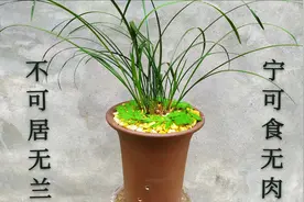 小伙用艾叶水养兰的方法非常棒，兰花一年四季都不生病还很香！视频封面