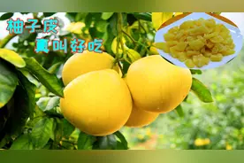 吃了柚子的皮不要丢了，加上冰糖往锅里一丢，香甜软糯孩子最爱吃视频封面