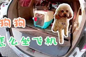 宠物狗怎么坐飞机？揭秘新疆旅行宠物托运全过程，800块钱托回家视频封面