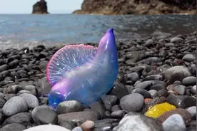 在海边见到这种“塑料袋”，千万不要犹豫，能跑多远跑多远