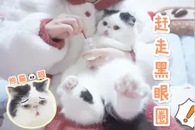 加菲猫有泪痕太丑？看铲屎官的“祖传”大法，1分钟消灭黑眼圈！