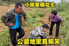 小丽一家冒雨干活，公爹饿的吃花生充饥填饱，幸福生活有苦也有甜视频封面