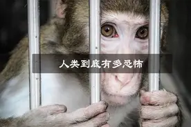 人类是地球最残忍的动物？看完这些残忍实验，心情太沉重！视频封面