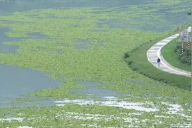 广西南宁母亲河遭大量水葫芦入侵 绵延数里如“大草原”视频封面
