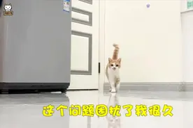 关于猫咪的冷知识：腹部下垂不一定是赘肉，它的功能很重要视频封面