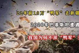 22年前，浙江10万"鸭军"去新疆灭蝗，2020年巴基斯坦向我国求援！视频封面