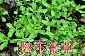 农村的鹅不食草是个宝，植物别名“通鼻草”，很多人遇见不认识视频封面