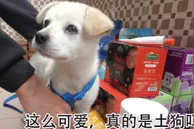 小伙被朋友笑，说一条土狗养成跟金毛一样金贵，卡卡命好网友疼爱视频封面